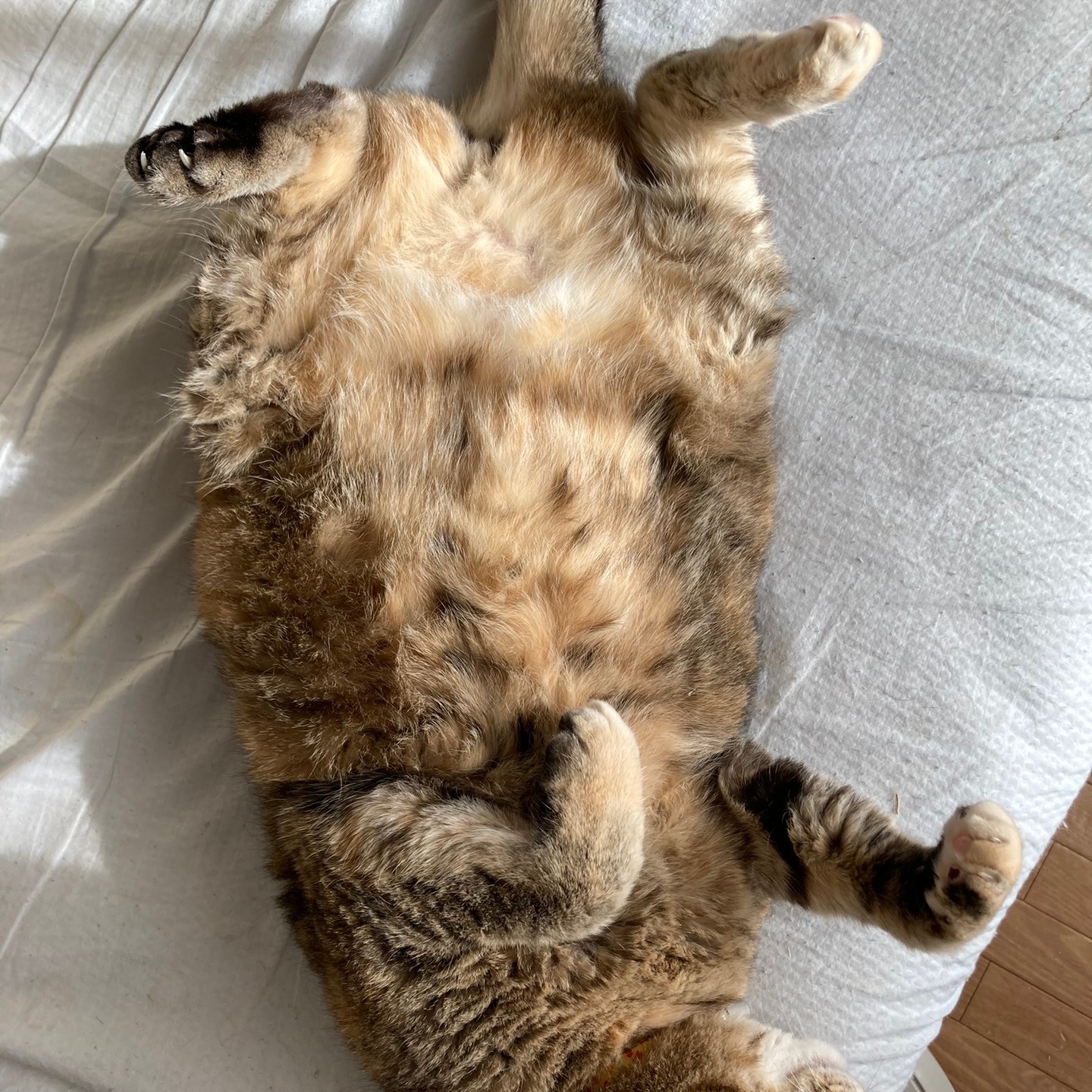 おヘソまるみえー