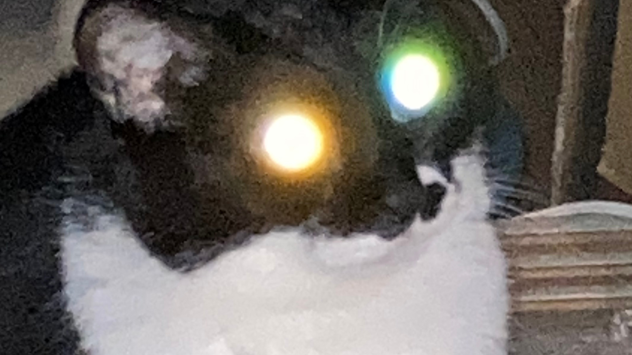 LED CAT